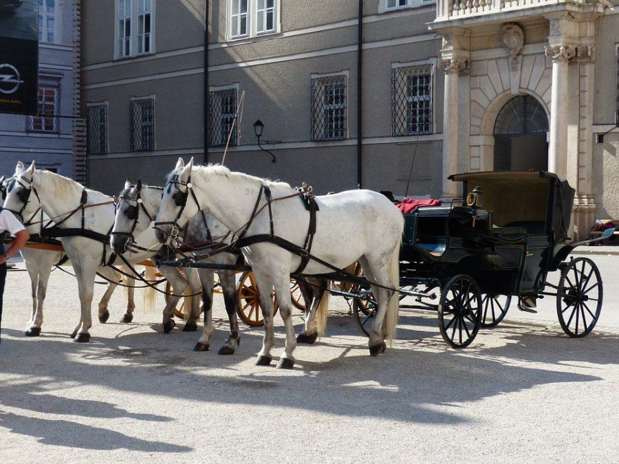 Universitys Center for Community Action and Research rallies in defense of carriage horses