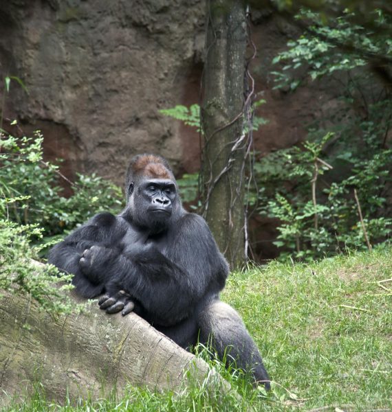 100 men v. 1 gorilla: A completely rational and utterly scientific take